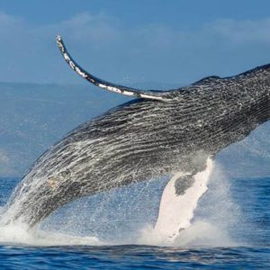 Avistamiento de ballenas